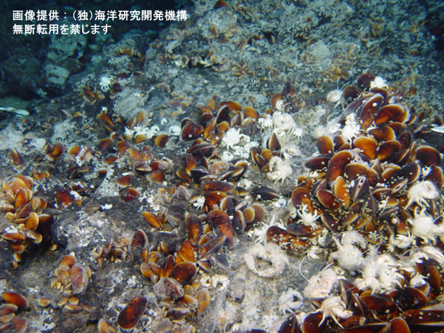 熱水噴出孔に集まる底生生物 | 沖縄科学技術大学院大学（OIST）